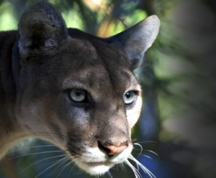 Screen Shot 2022-01-05 at 11.45.08 PM.png