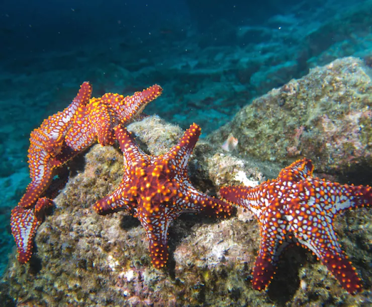Sea-Stars.jpg