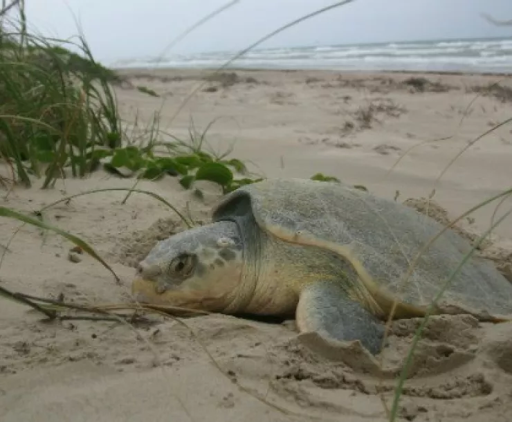 SeaTurtleNPS.jpg