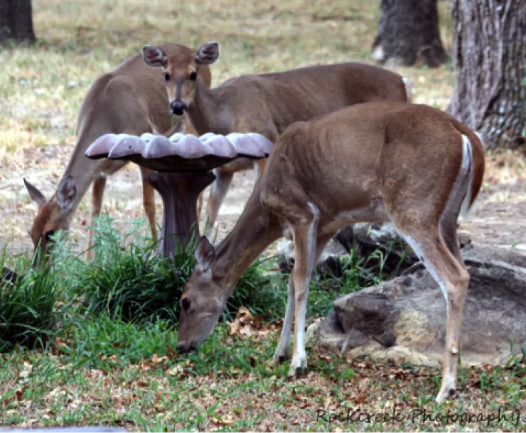 Sheila-Brown-deer-at-birdbath.png