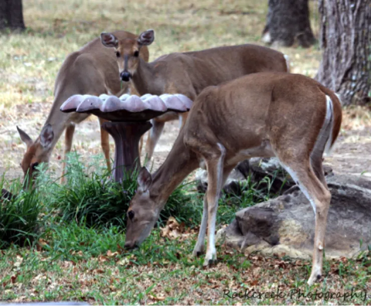 Sheila-Brown-deer-at-birdbath.png