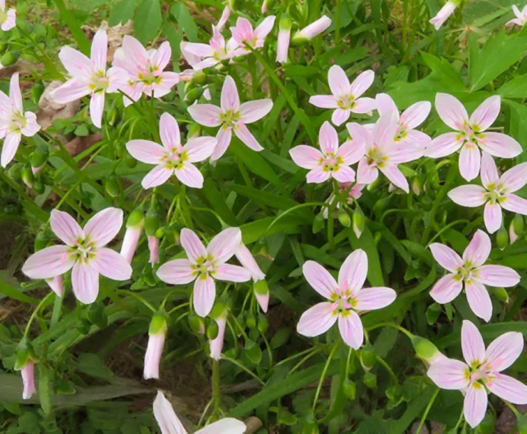 Springbeauty by Thomas Muller-Enhanced flat.jpg