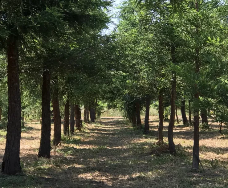 St. Helena Redwoods July 2019 v2.jpg