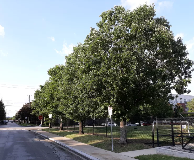 Street trees 014.jpg