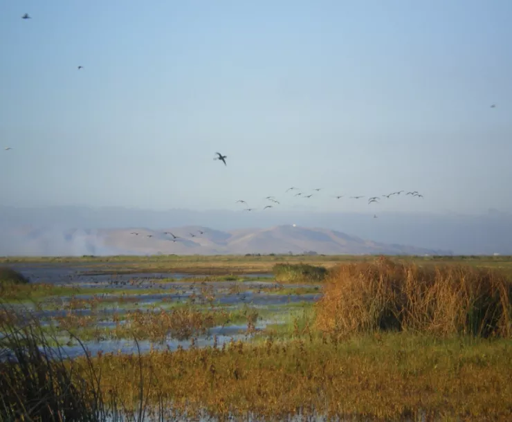 Suisun Marsh.jpeg
