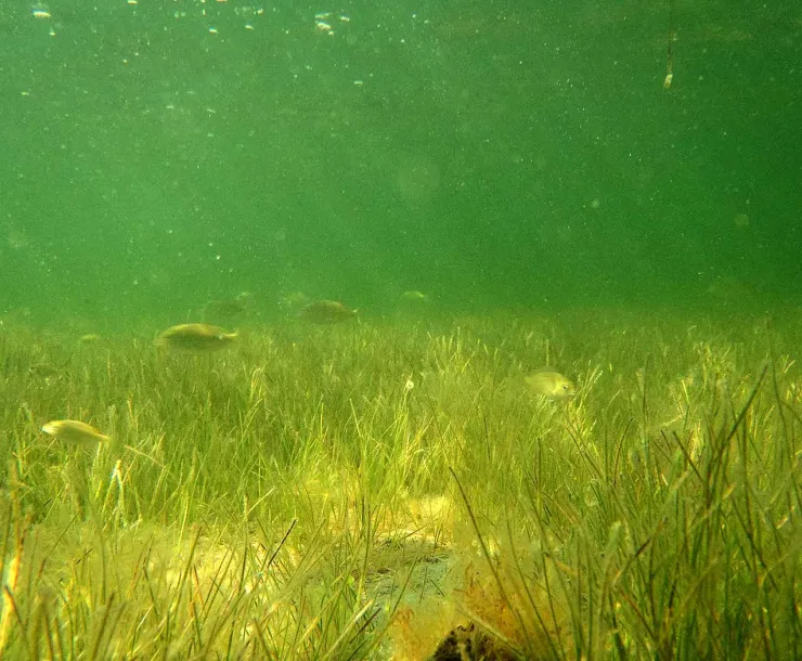 TPWDseagrass-overview.jpg