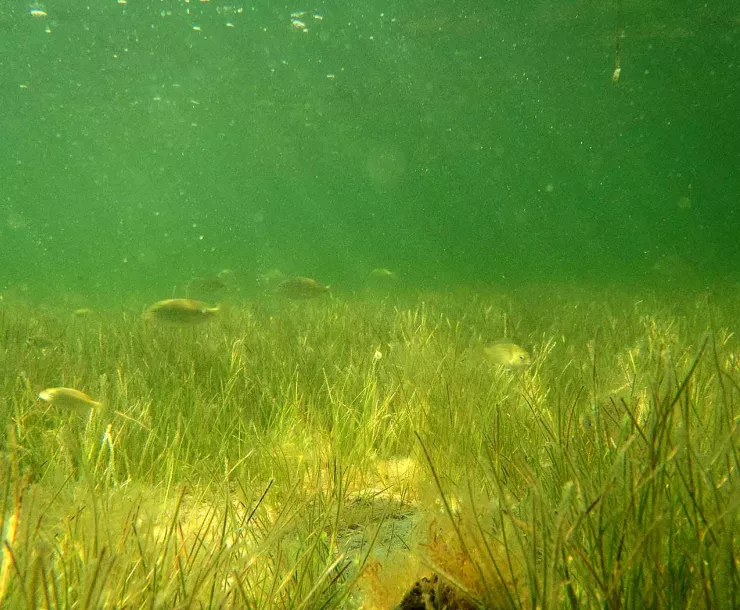 TPWDseagrass-overview.jpg
