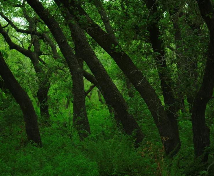 TX-CHP-1900-SteeleFamily Live Oak Woods.JPG