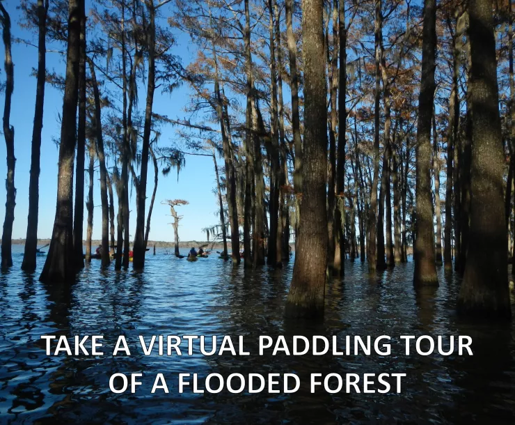 Take a Virtual Paddling Tour of a Flooded Forest.jpg