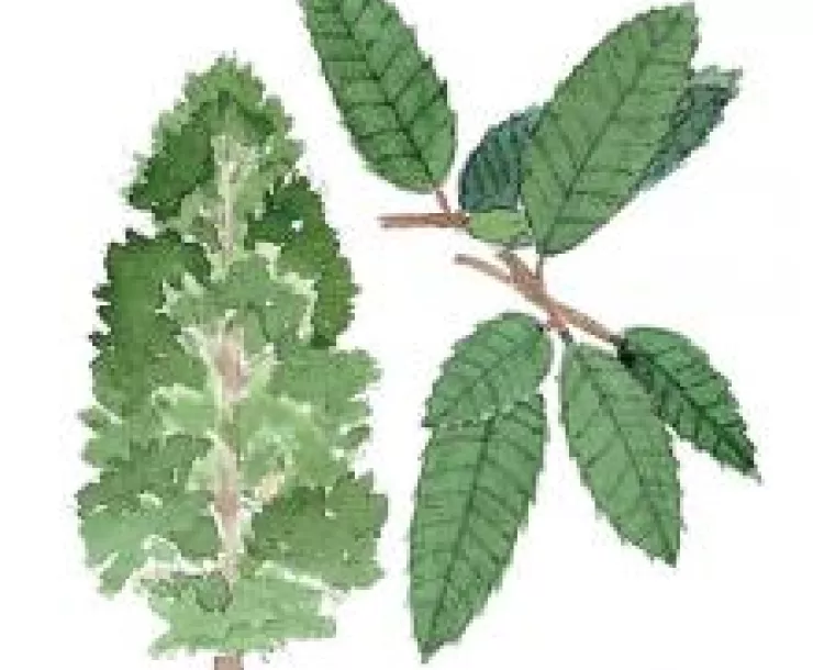 Tanoak drawing.jpg