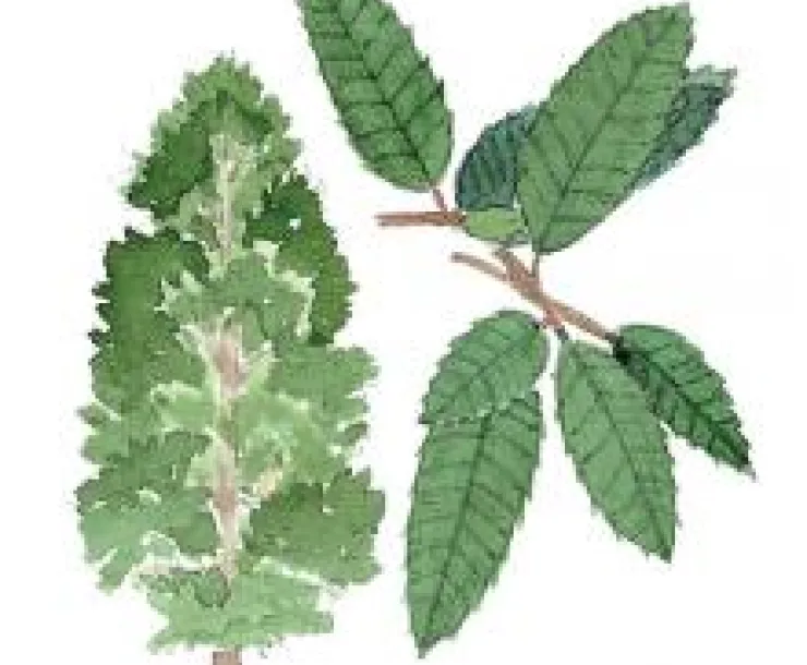 Tanoak drawing.jpg