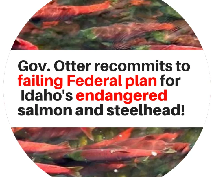 Tell Gov Otter to stand up for Salmon and Steelhead.png