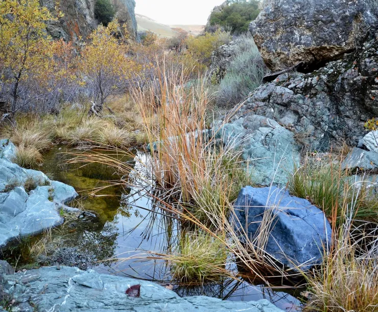 Tesal Park - Corral Hollow Creek wilds in Fall.jpeg