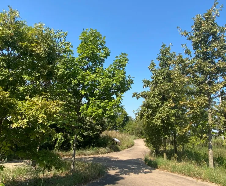 Trees Forever.jpeg