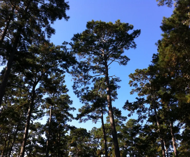 Trees-Carol.jpg