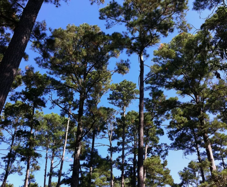 Trees2-Carol.jpg