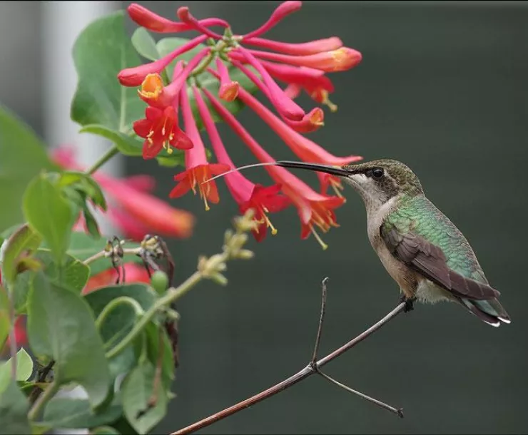 Trumpet Honeysuckle.jpg