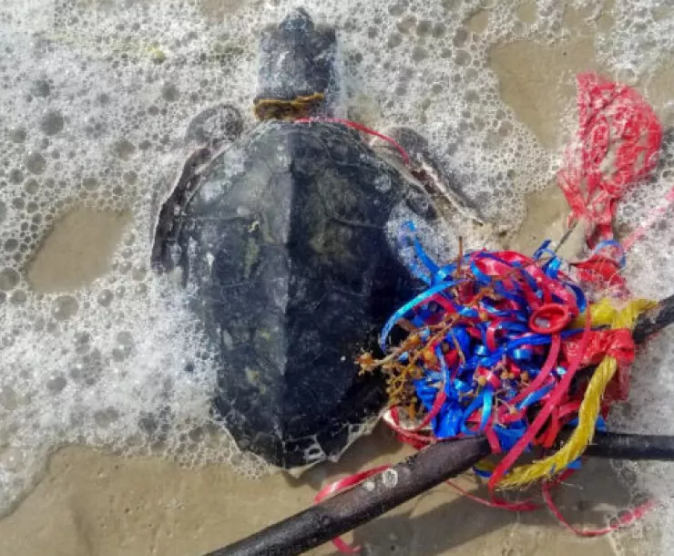 Turtle with balloon strings.jpg