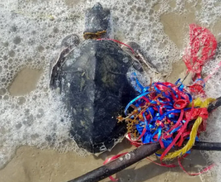 Turtle with balloon strings.jpg