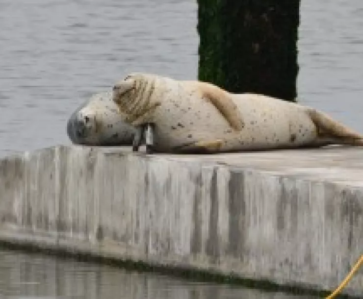Two-sleeping-seals-on-new-float-print-version-300x178.jpg