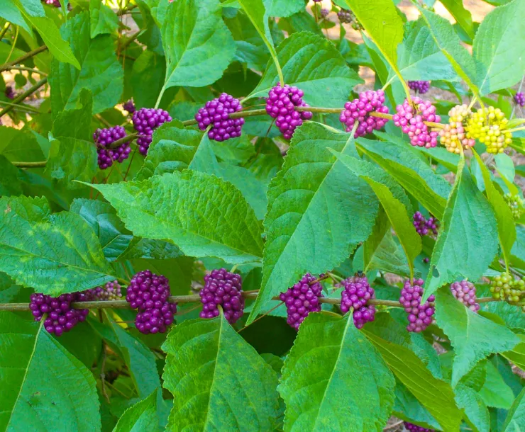 Vibrant Berries.jpg