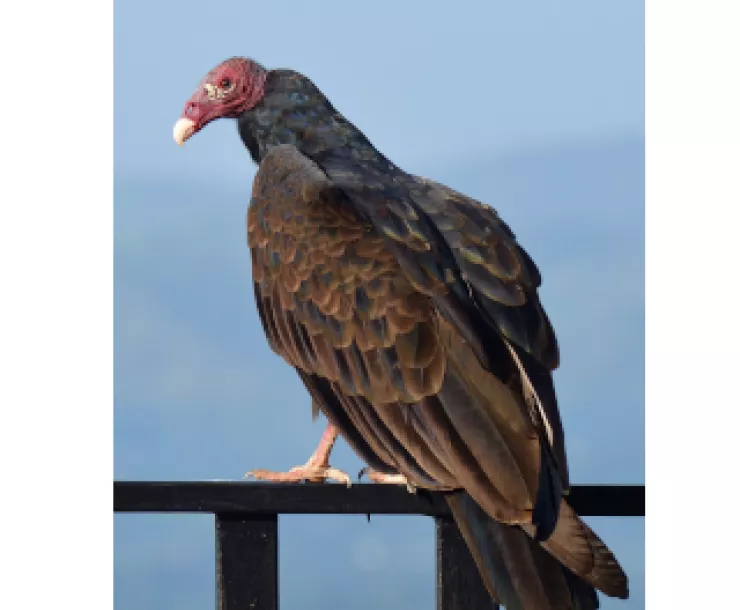 Vulture.png