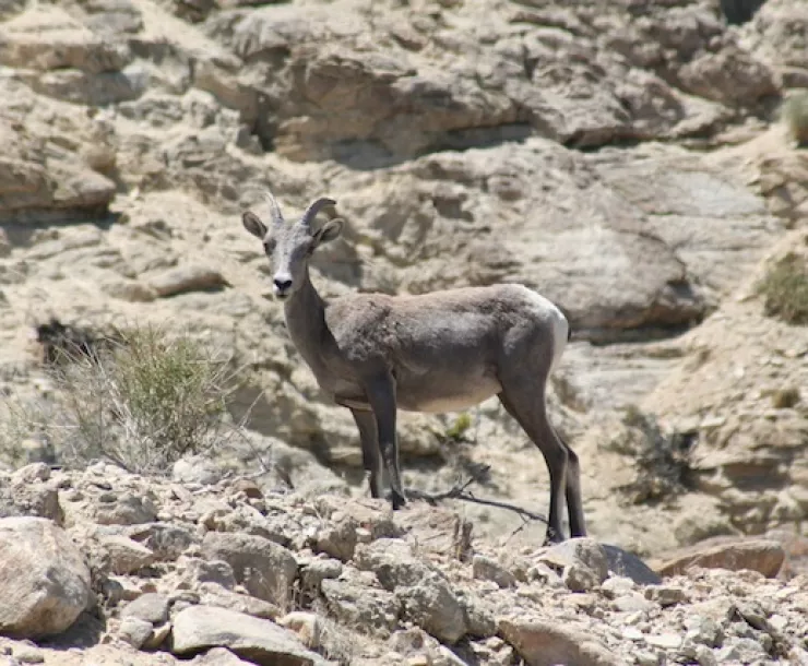 Walker Lake Big Horn Sheep near Walker, NV - 4.jpg