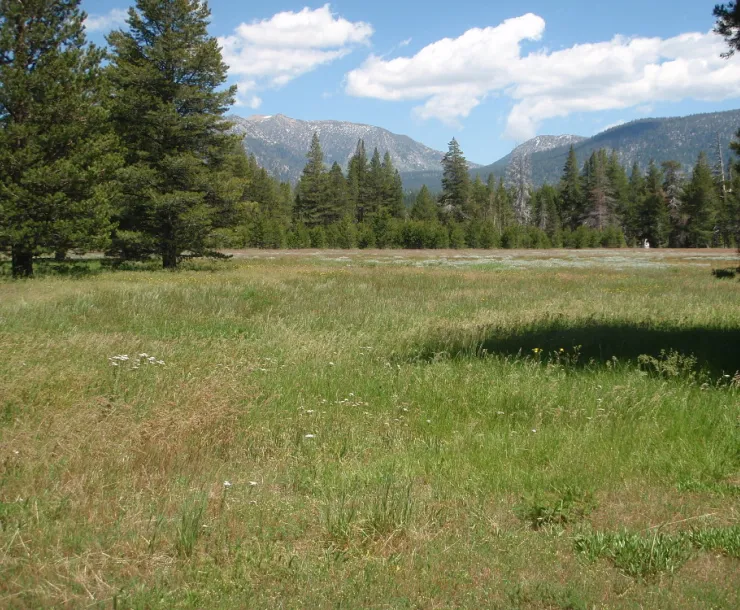WashoeMeadowsStatePark_1000.JPG