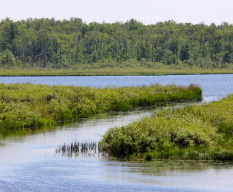 Wetlands photo credit Ivy Vaino.jpg