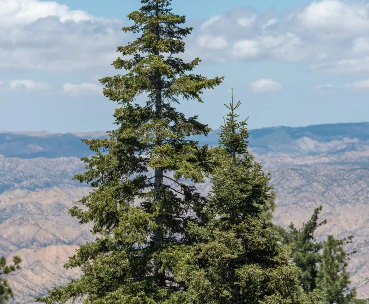 White-Firs_Pine-Mountain_Bryant-Baker_web.jpg
