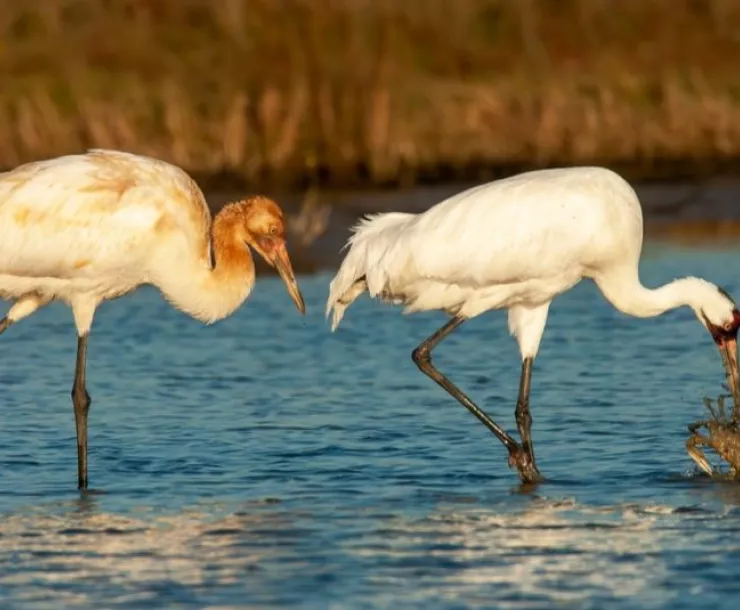 Whooping-crane-feeding-1024x535.jpeg