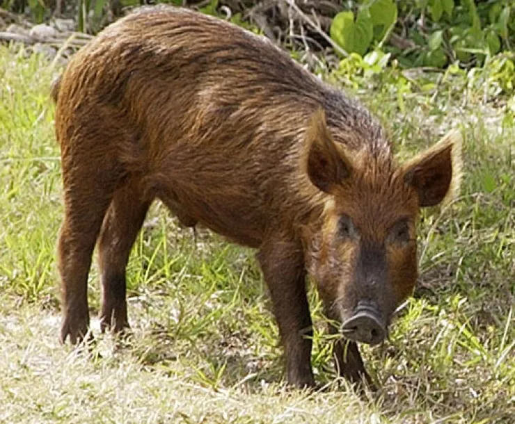 Wild_Pig_KSC02pd0873.jpg