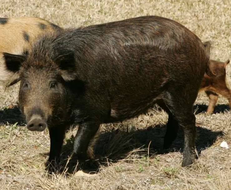 Wild_hogs_family.jpg