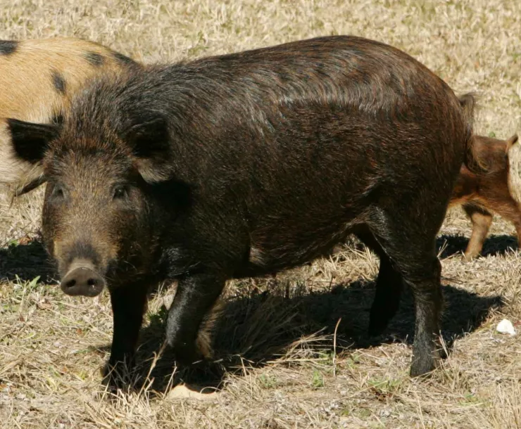 Wild_hogs_family.jpg