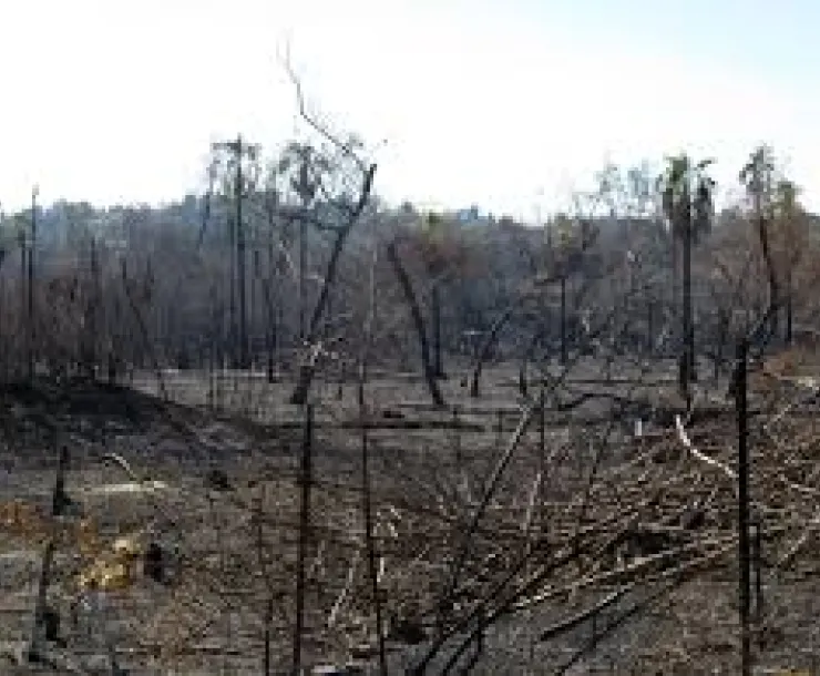 WildfireSHNF.jpeg