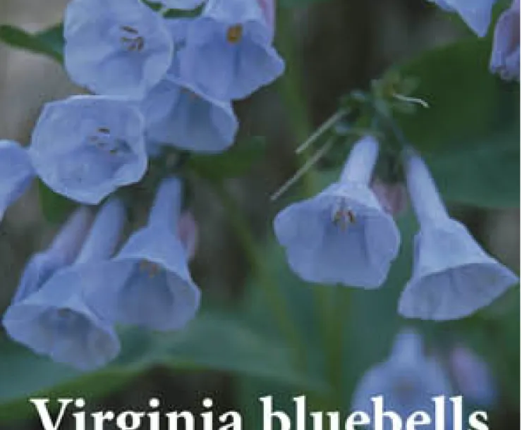 Wildflowes of Spring thumbnail.png