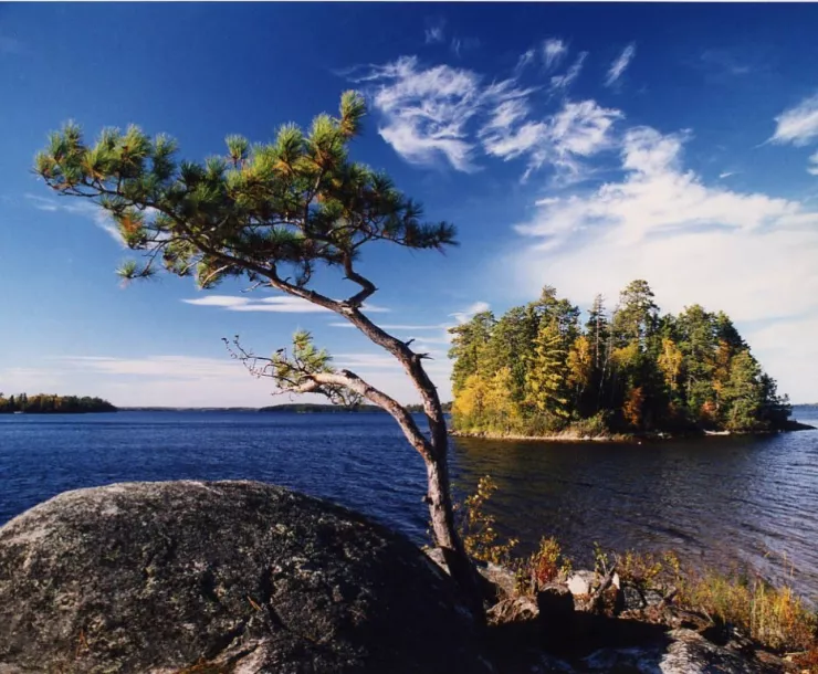 Windswept Pine photo credit Michael Shoop.jpg
