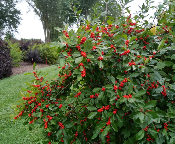 Winterberry.jpg