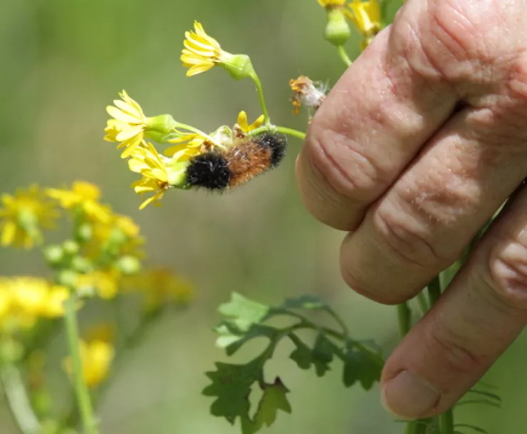 Woolly Bear caterpillar (Isabella tiger moth - Pyrrharctia isabella).jpeg