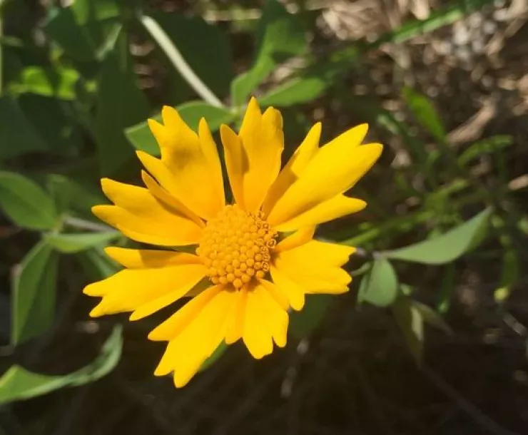 Yellow-flower.jpeg