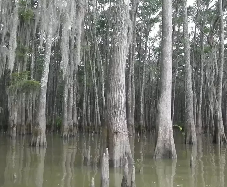 Zen #4 Thumbnail.jpg