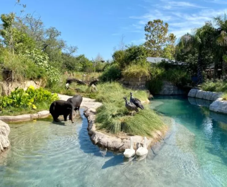 Zoo program Pantanal-600x400.jpg