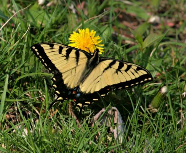 aatiger swallowtail 0409 04.jpg