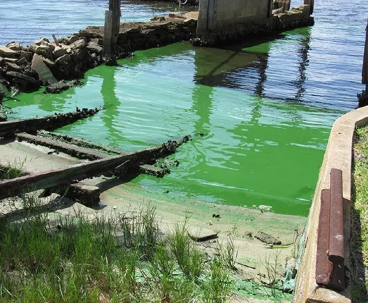algae.jpg