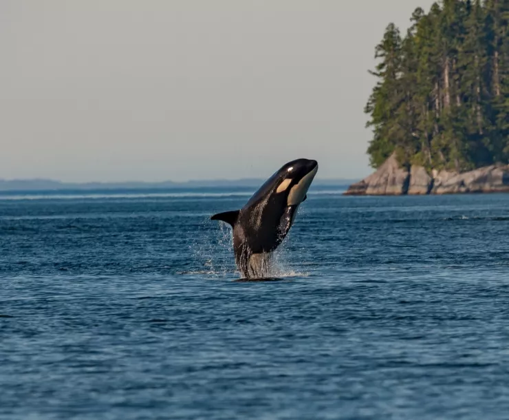 alone in her tank, and orca sings.jpg