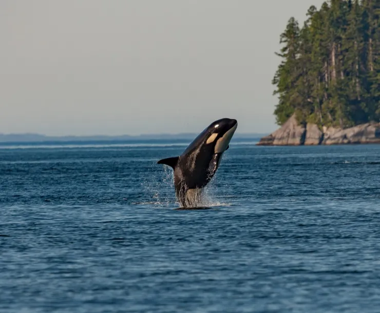 alone in her tank, and orca sings.jpg
