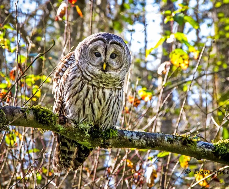 barrded-owl.jpg
