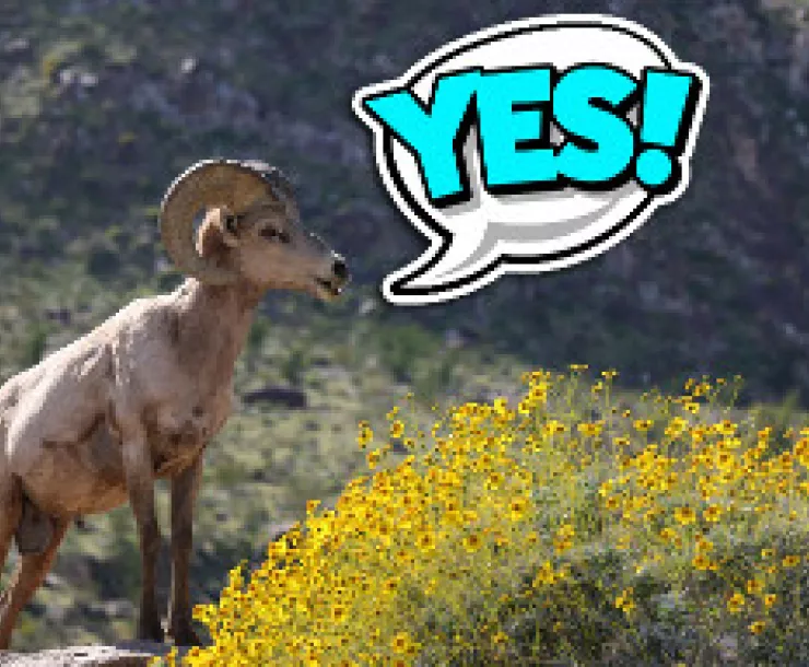 bighorn_Joanna GilkesonUSFWS_300_yes.jpg