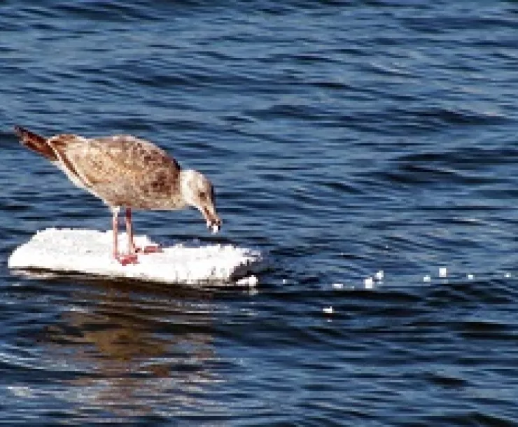 bird foam ban web.jpg
