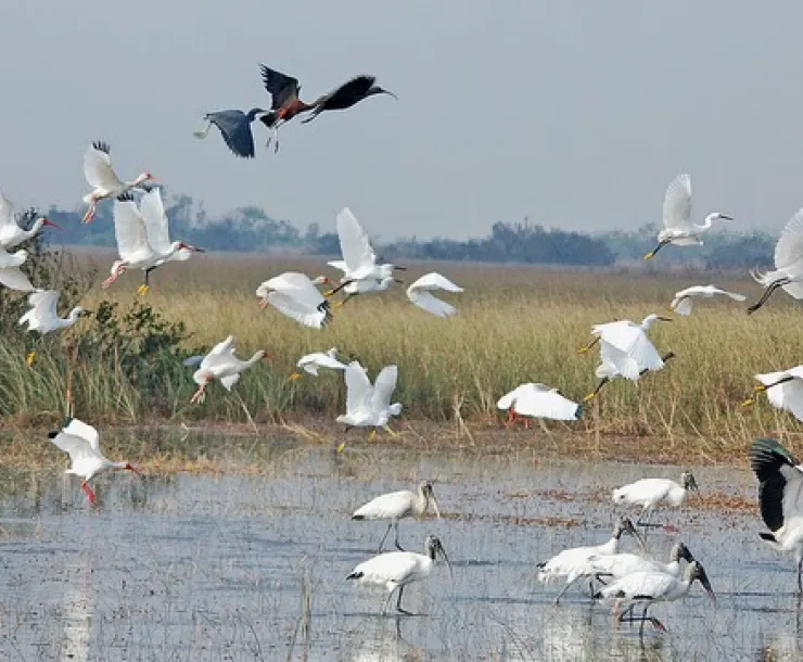 birds in glades.jpg
